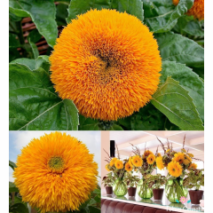 Ponpon Ayçiçeği Tohumu (10 Tohum)