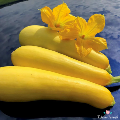 Sarı Kabak Tohumu (10 Tohum)