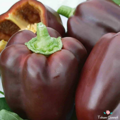 Siyah Dolmalık Biber Tohumu (10 Tohum)