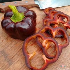 Siyah Dolmalık Biber Tohumu (10 Tohum)