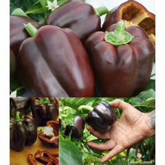 Siyah Dolmalık Biber Tohumu (10 Tohum)