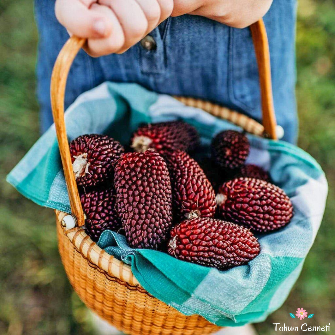 Kırmızı Çilek Mısır Tohumu (10 Tohum)
