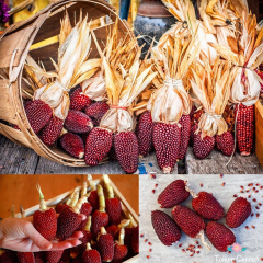 Kırmızı Çilek Mısır Tohumu (10 Tohum)