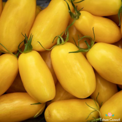 Sarı San Marzano Domates Tohumu (10 Tohum)