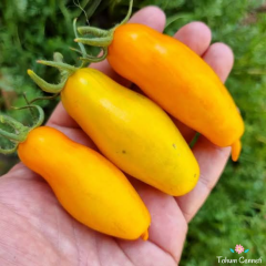 Sarı San Marzano Domates Tohumu (10 Tohum)