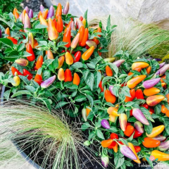 Karışık Renkli Konik Biber Tohumu (10 Tohum)