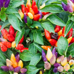 Karışık Renkli Konik Biber Tohumu (10 Tohum)