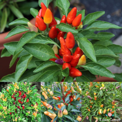 Karışık Renkli Konik Biber Tohumu (10 Tohum)