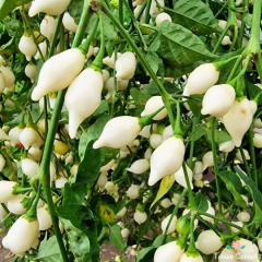 Beyaz Biquinho Biber Tohumu (10 Tohum)