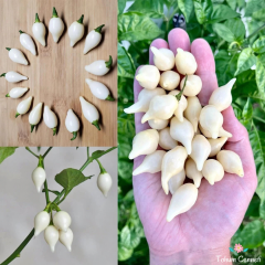 Beyaz Biquinho Biber Tohumu (10 Tohum)