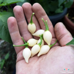 Beyaz Biquinho Biber Tohumu (10 Tohum)