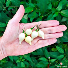 Beyaz Biquinho Biber Tohumu (10 Tohum)