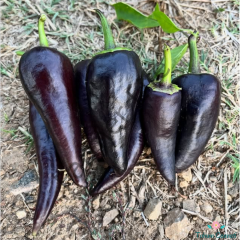 Siyah Kapya Biber Tohumu (10 Tohum)