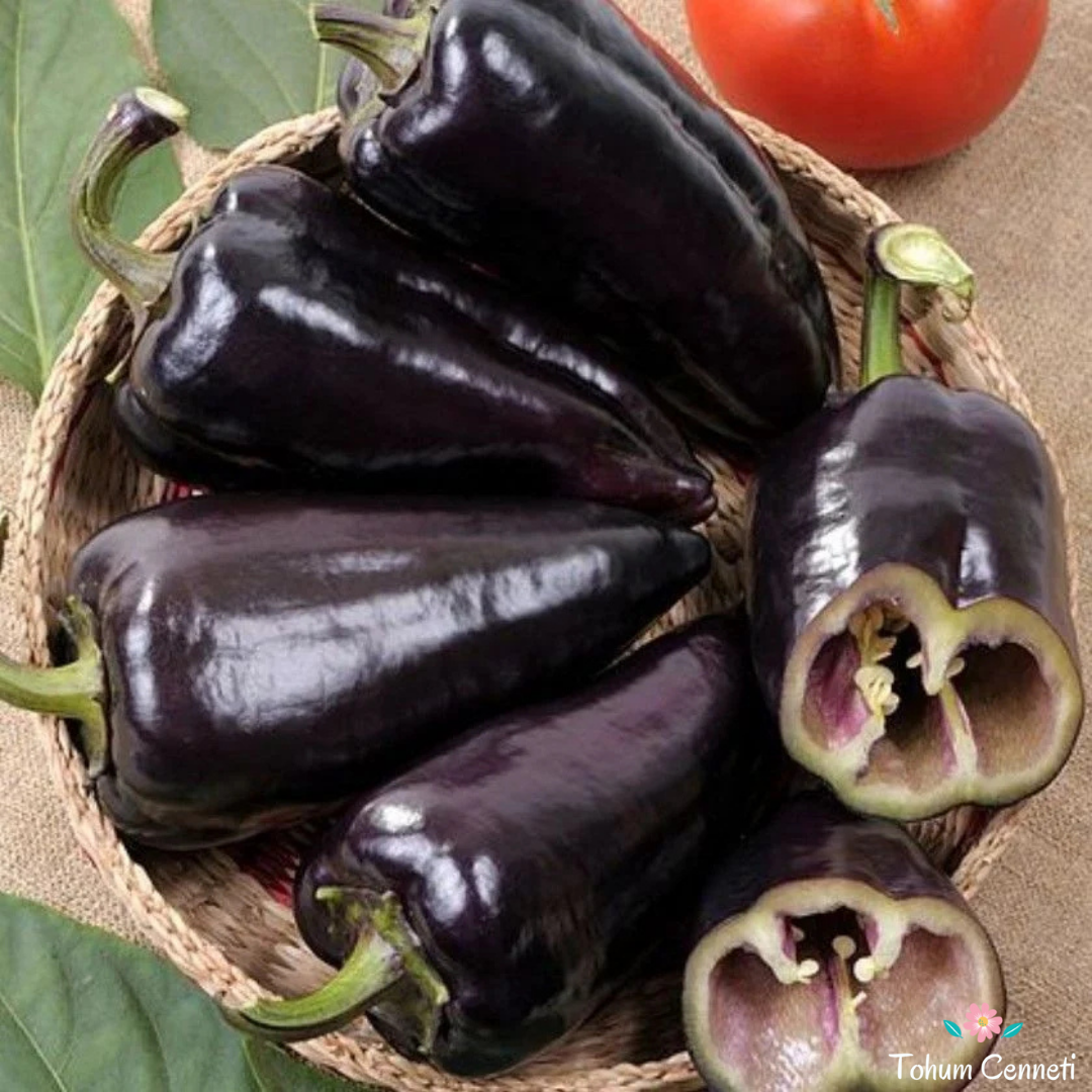 Siyah Kapya Biber Tohumu (10 Tohum)