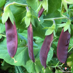 Şiraz Siyah Bezelye Tohumu (10 Tohum)