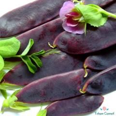 Şiraz Siyah Bezelye Tohumu (10 Tohum)