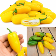Sarı Jalapeno Biber Tohumu (10 Tohum)