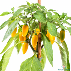 Sarı Jalapeno Biber Tohumu (10 Tohum)