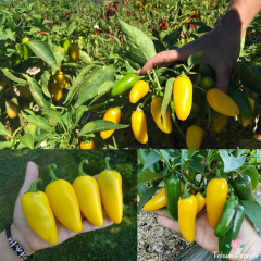 Sarı Jalapeno Biber Tohumu (10 Tohum)
