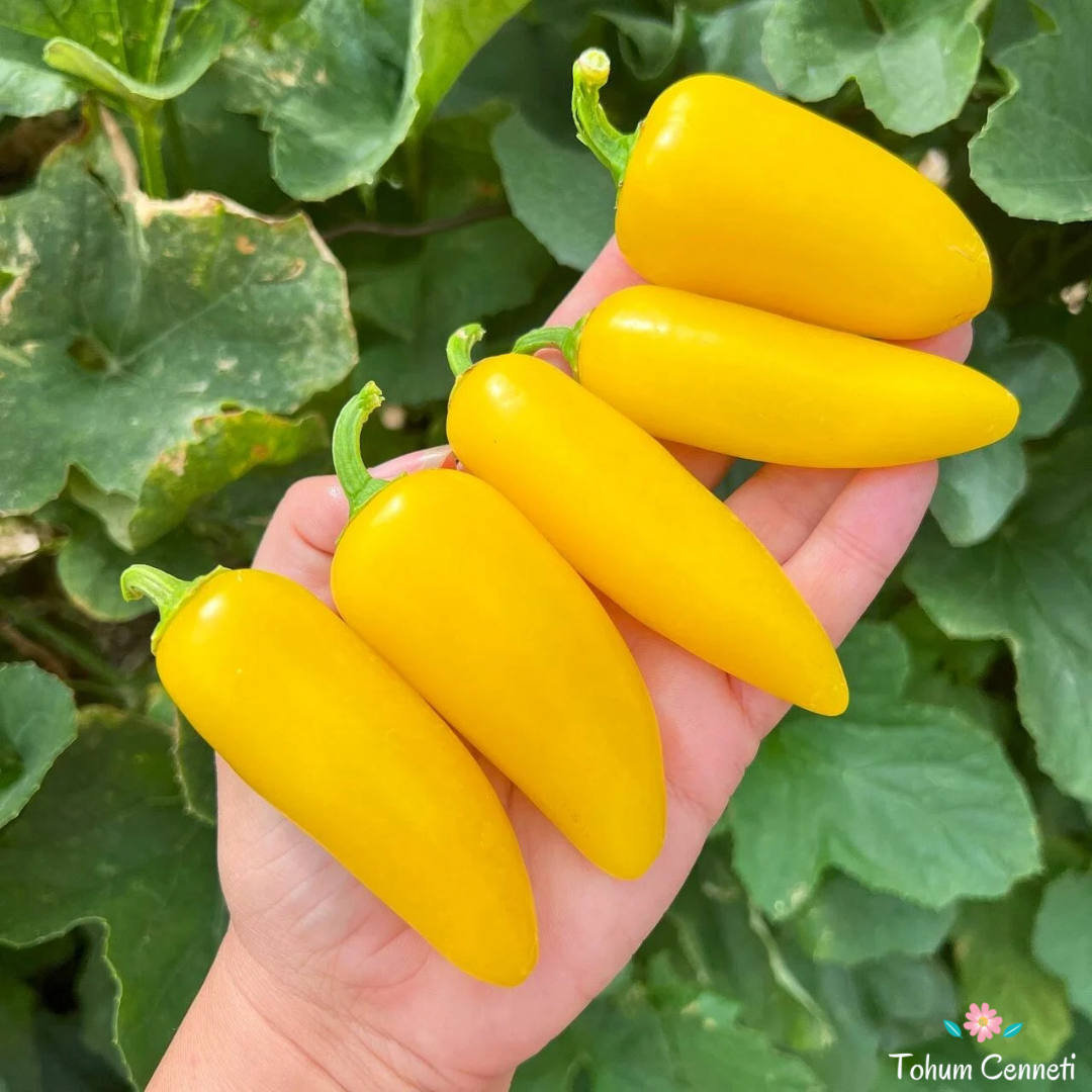 Sarı Jalapeno Biber Tohumu (10 Tohum)