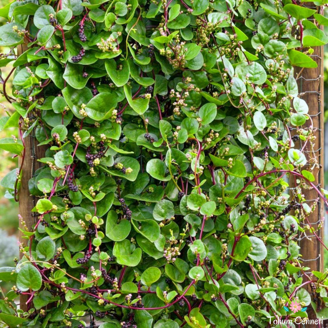 Kırmızı Malabar Ispanak Tohumu (10 Tohum)