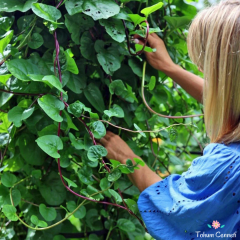 Kırmızı Malabar Ispanak Tohumu (10 Tohum)