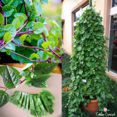 Kırmızı Malabar Ispanak Tohumu (10 Tohum)