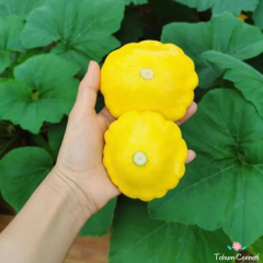 Sarı İstiridye Kabak Tohumu (5 Tohum)