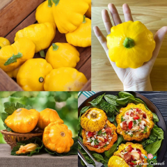 Sarı İstiridye Kabak Tohumu (5 Tohum)