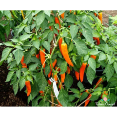 Bulgar Havuç Acı Biber Tohumu (10 Tohum)