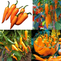 Bulgar Havuç Acı Biber Tohumu (10 Tohum)