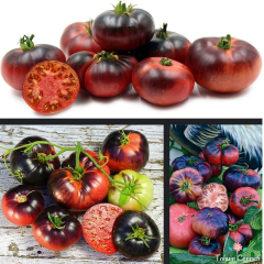 Blue Beauty Domates Tohumu (10 Tohum)