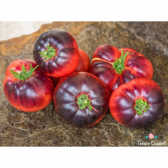 Blue Beauty Domates Tohumu (10 Tohum)