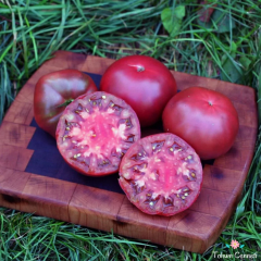 Geleneksel Rus Black Krim Domates Tohumu (10 Tohum)