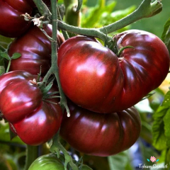 Geleneksel Rus Black Krim Domates Tohumu (10 Tohum)