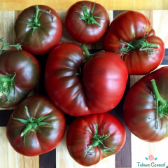 Geleneksel Rus Black Krim Domates Tohumu (10 Tohum)