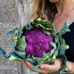 İtalyan Mor Karnabahar Tohumu (25 Tohum)