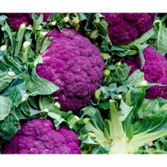 İtalyan Mor Karnabahar Tohumu (25 Tohum)