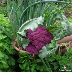 İtalyan Mor Karnabahar Tohumu (25 Tohum)