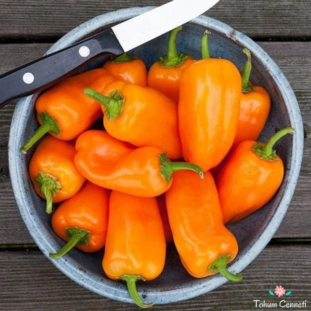 Turuncu Piknik Biber Tohumu (10 Tohum)
