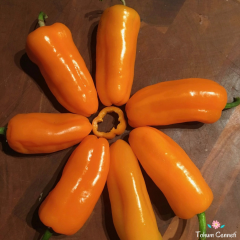 Turuncu Piknik Biber Tohumu (10 Tohum)