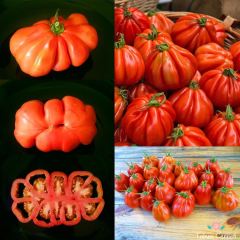 İtalyan Yürek Domates Tohumu (10 Tohum)