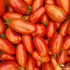 Çizgili Roma Domates Tohum (10 Tohum)