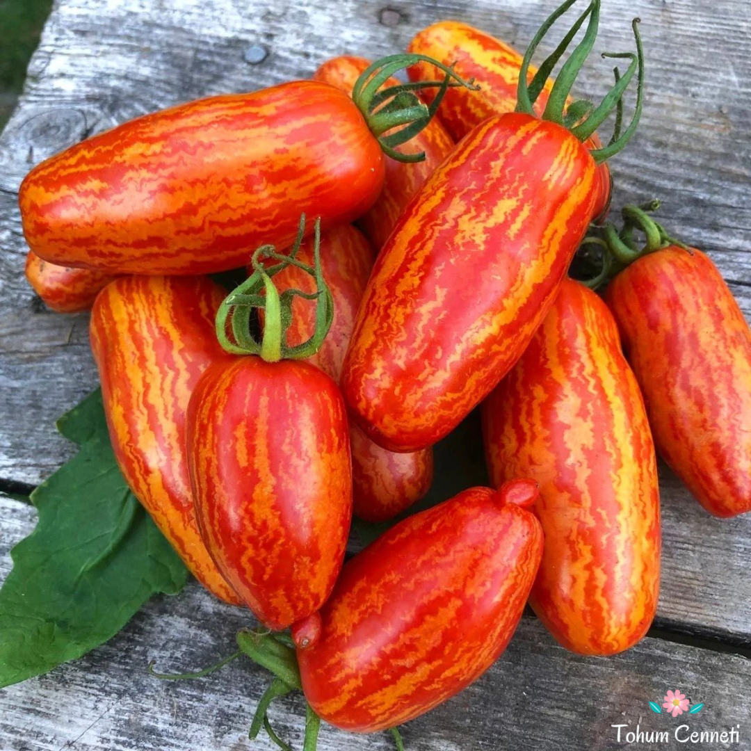 Çizgili Roma Domates Tohum (10 Tohum)
