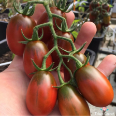 Siyah Erik Domates Tohumu (10 Tohum)