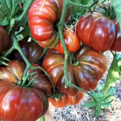 Mor Kalabash Domates Tohumu (10 Tohum)