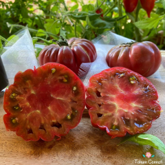 Mor Kalabash Domates Tohumu (10 Tohum)