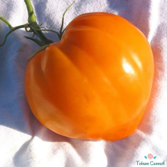 Sarı Oxheart Yürek Domates Tohumu (10 Tohum)