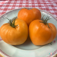 Sarı Oxheart Yürek Domates Tohumu (10 Tohum)