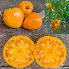 Sarı Oxheart Yürek Domates Tohumu (10 Tohum)